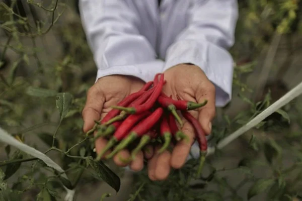 Harga Cabai Merah di Medan Tembus Rp100 Ribu Per Kg Akibat Banjir