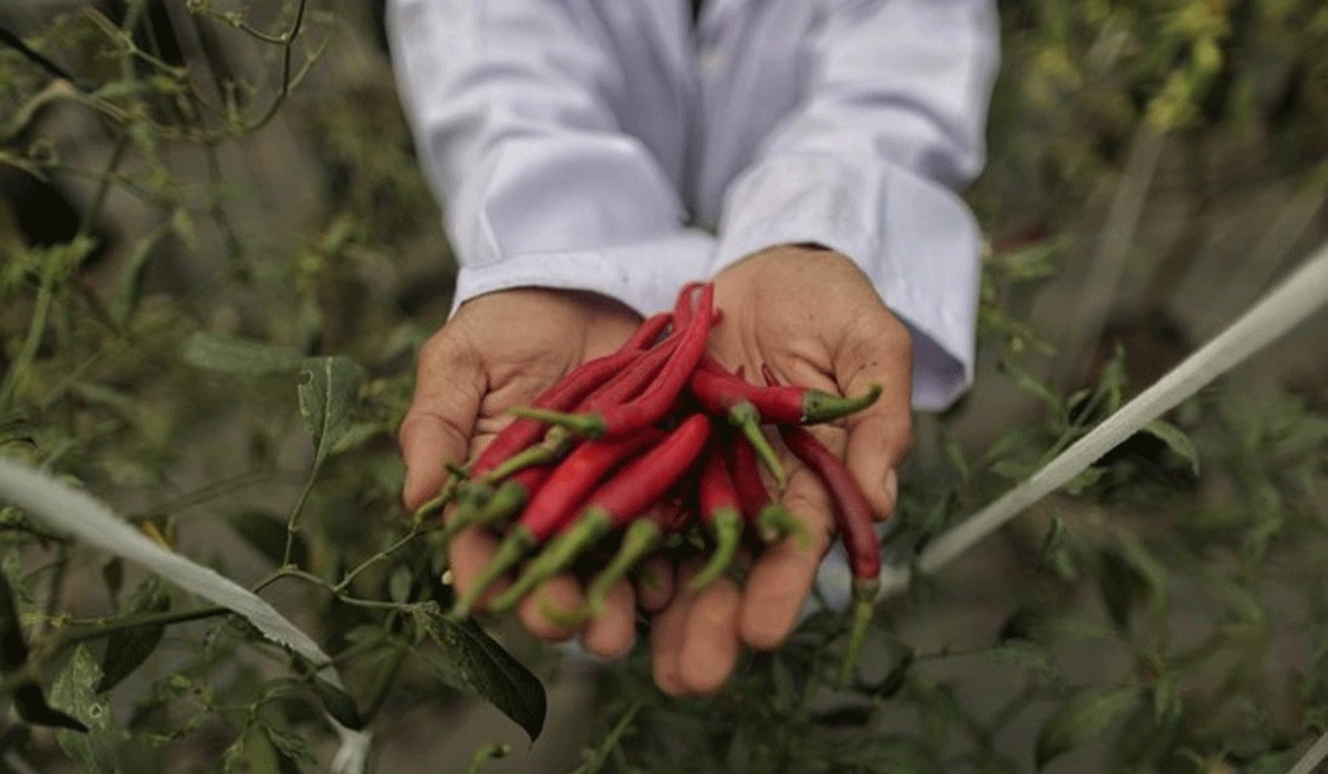 Harga Cabai Merah di Medan Tembus Rp100 Ribu Per Kg Akibat Banjir