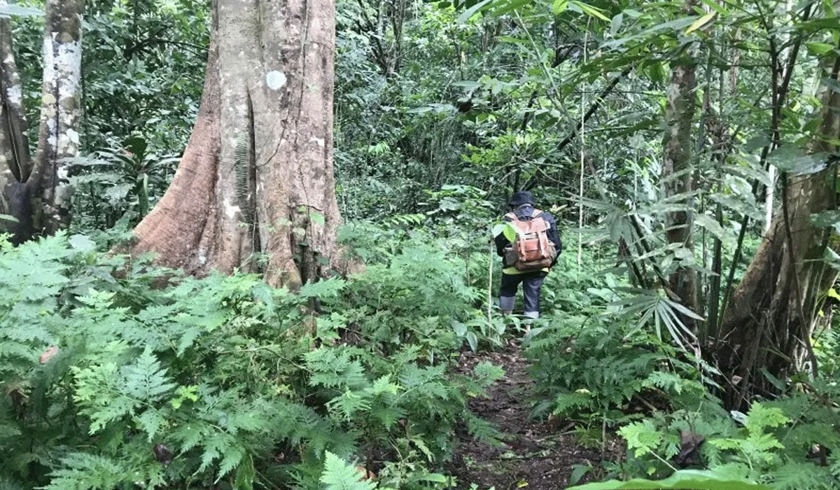 Manfaat Ekonomi dari Pelestarian Hutan